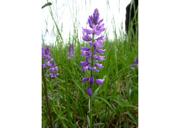 Schopfige Kreuzblume (Polygala comosa) - © Philipp Sengl